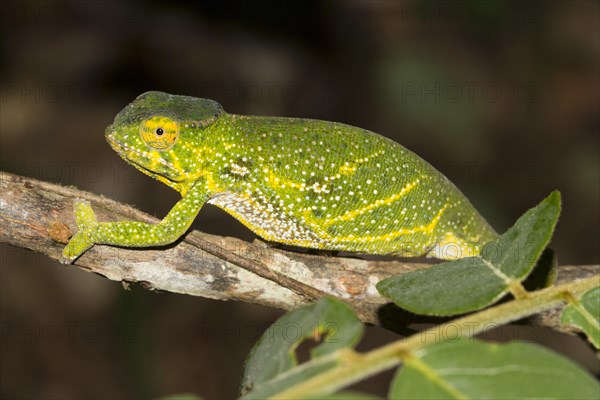 Canopy chameleon or Will's chameleon