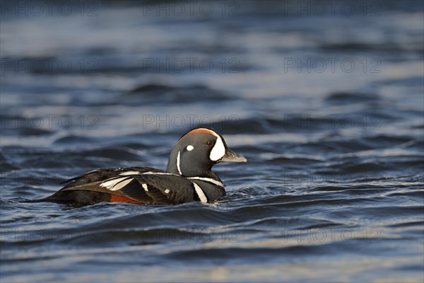 Harlequin duck