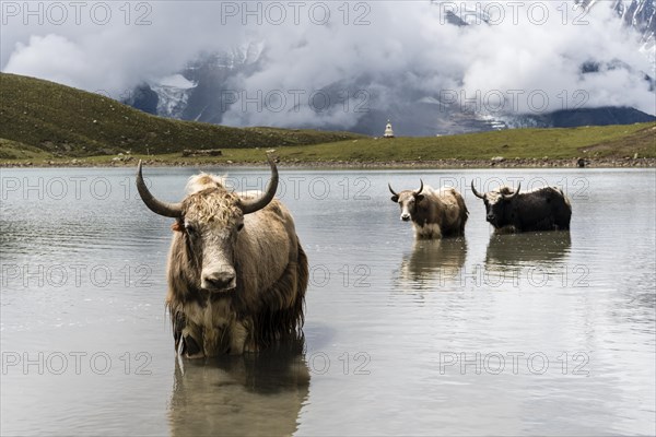 Yaks