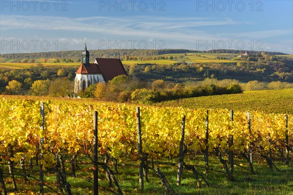 Vineyards in autumn