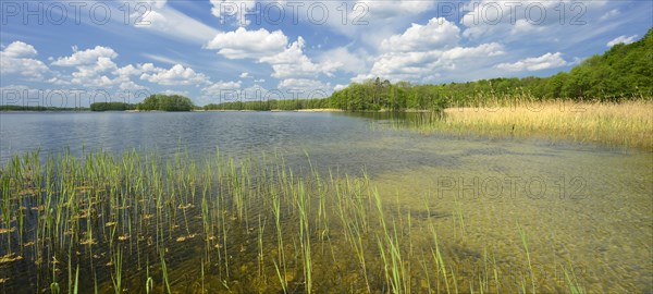 Clear lake with reeds surrounded by forest