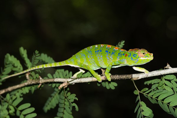 Labord's chameleon