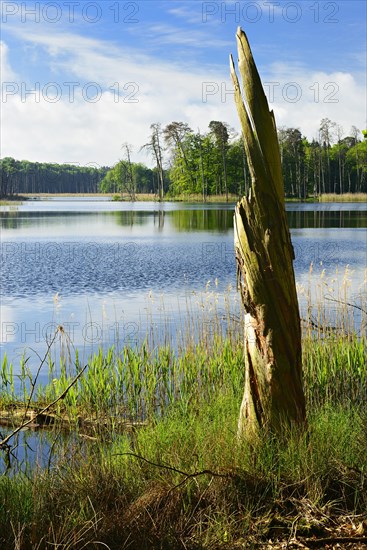 Dead wood on lake