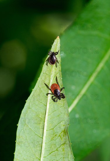 Female and male Castor Bean Tick