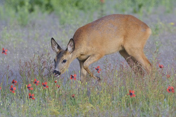 European roe deer