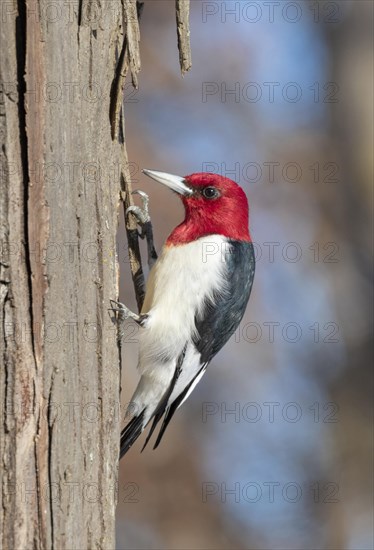 Red-headed woodpecker