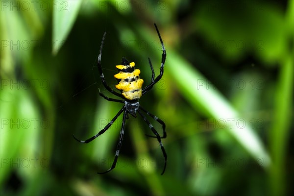 Wasp Spider