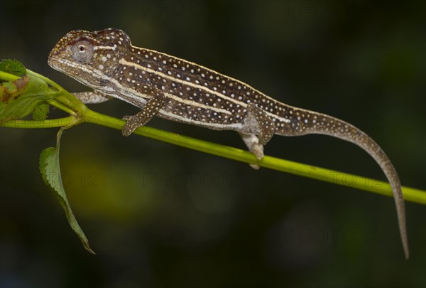 Jeweled Chameleon