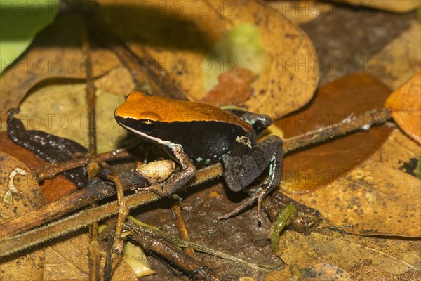 Mantellid frog