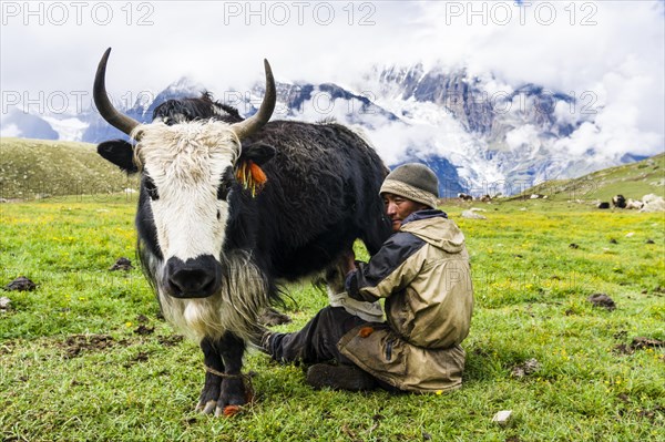 Yak herder milking a yak