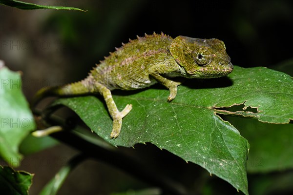 Short-horned chameleon