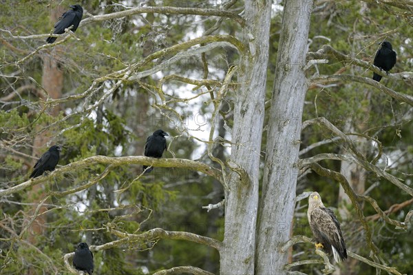 common ravens