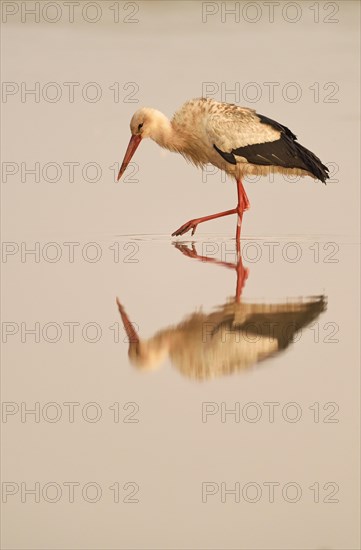 White Stork