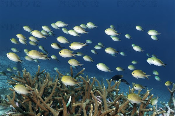 Swarm Ambon chromis