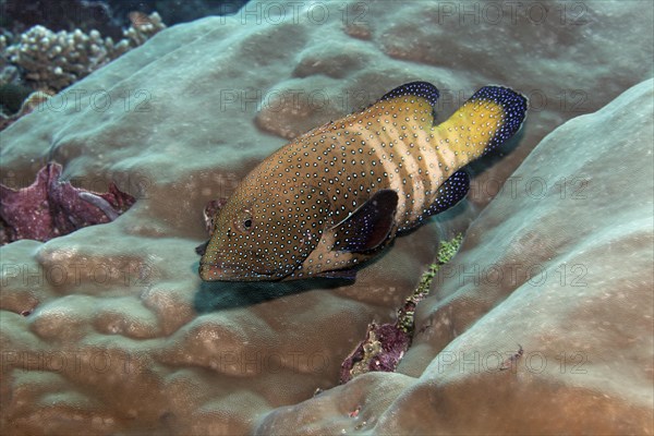 Peacock Grouper