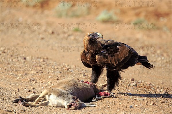 Wedge-tailed eagle