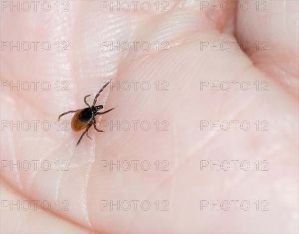 Castor Bean Tick