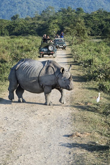 Indian rhinoceros