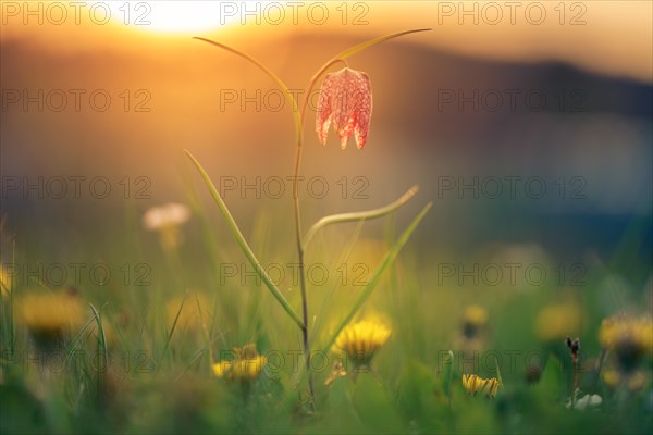 Snake's Head Fritillary