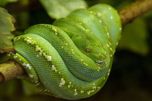 Green Tree Python