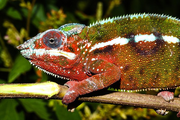 Male panther chameleon