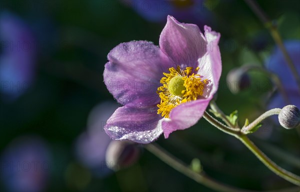 Japanese anemone