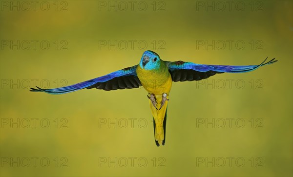 Turquoise parrot