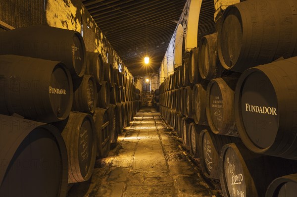 Stacked oak barrels in the wine cellar