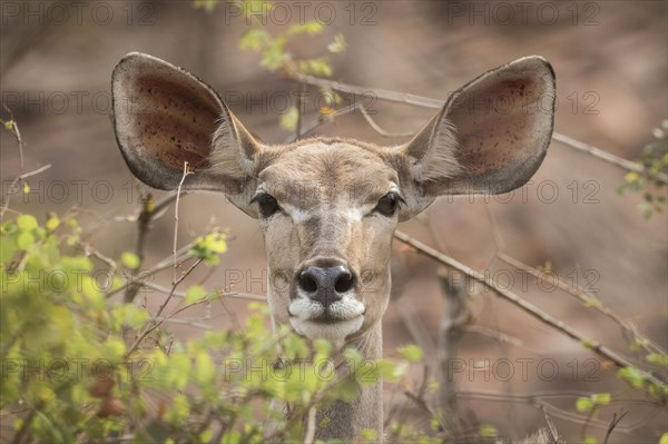 Greater Kudu