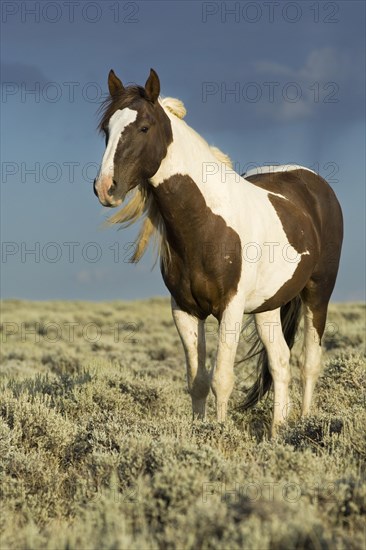 Mustang