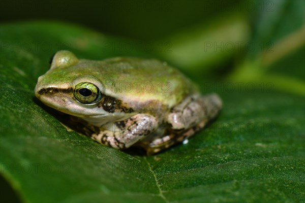 Frog