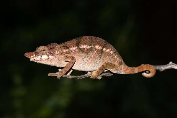 Rhino chameleon