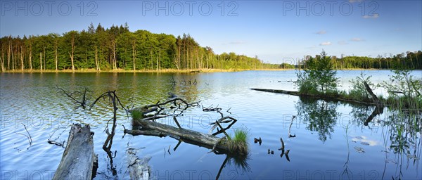 Dead wood in the lake