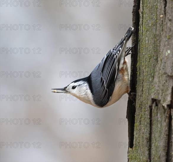 White-breasted nuthatch