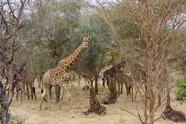 Giraffes family