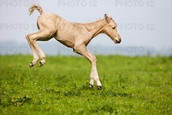 Palomino Morgan horse foal jumping