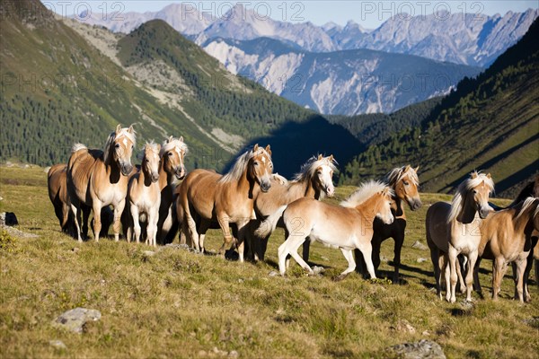 Dun Haflinger herd trotting