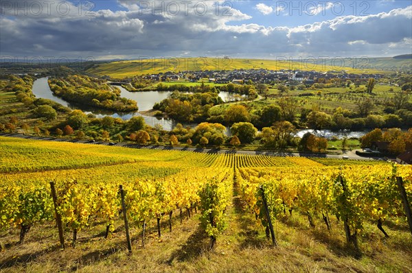 Vineyards in autumn