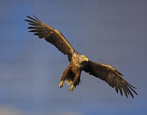 White-tailed eagle