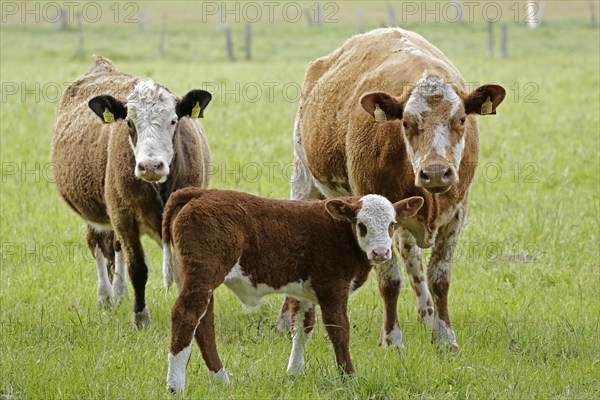 Cows with calf on pasture