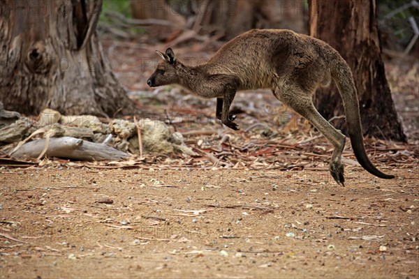 Western Gray Kangaroo