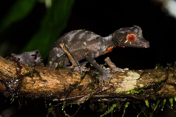 Satanic Leaf Tailed Gecko