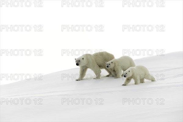 Polar bears