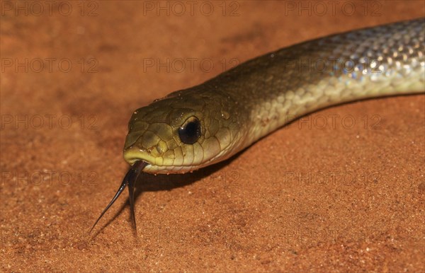 Blonde hognose