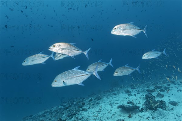 School of bluefin trevally