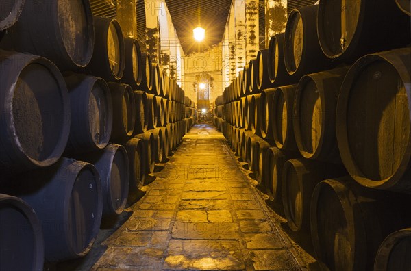 Stacked oak barrels in the wine cellar