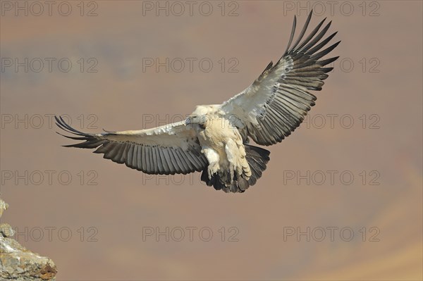 Cape vulture