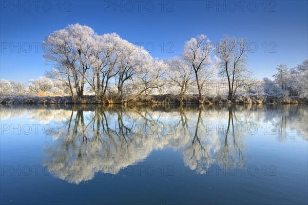 Trees with hoar frost