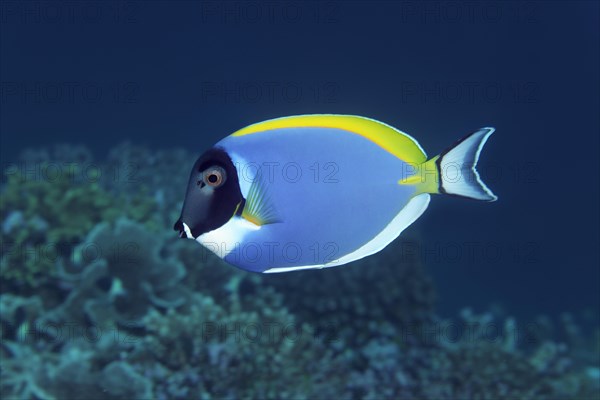 Powder blue tang