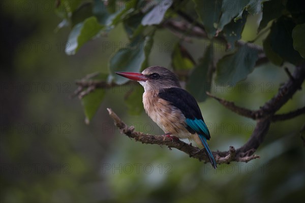 Brown-hooded kingfisher